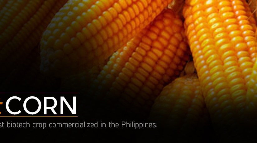 Biotechnology crop area down heftily 21% due to fake Bt corn&nbsp;seeds