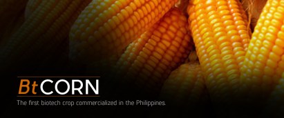 bt-corn