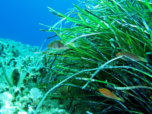 PHOTO Credit seagrass by Reef Builders.jpg
