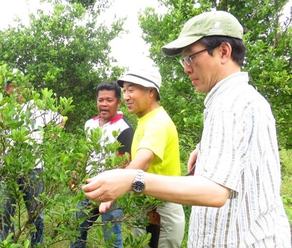 Off season calamansi production in Victoria, Oriental&nbsp;Mindoro