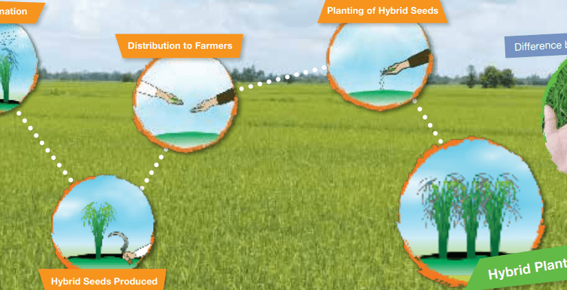 Bayer deploys high-yielding hybrid rice seeds, supports DA Plant Plant Plant to counter COVID 19 effects to the&nbsp;economy