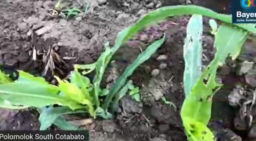 Corn farmers in Isabela, Cotabato successfully avoid 80% potential damage from FAW pest with DEKALB&nbsp;varieties
