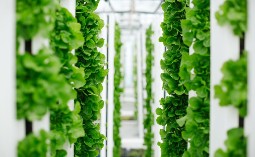 Bayer partners with Temasek of Singapore for vegetable seed distribution in Ph in light of urban farming trend due to COVID&nbsp;19