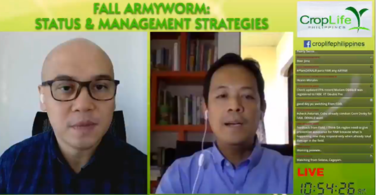 P20 billion economic loss seen  for crop year  due to Fall armyworm corn pests, yield down by 1.6 M&nbsp;t