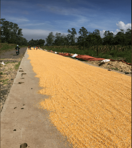 Farmers prefer mechanical dryers over just P5,000 temporary food&nbsp;aid