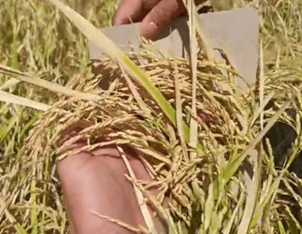 Former talahiban, now an eight-tonner rice producing&nbsp;land
