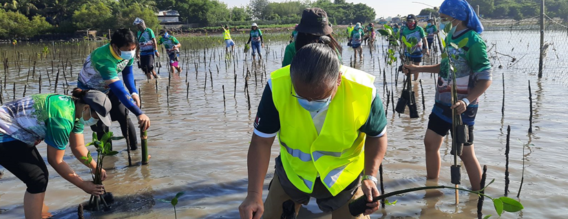 Degraded mangrove coastal area adopted by Bayer as Rhizophora farm to help sustain biodiversity, generate livelihood and&nbsp;income