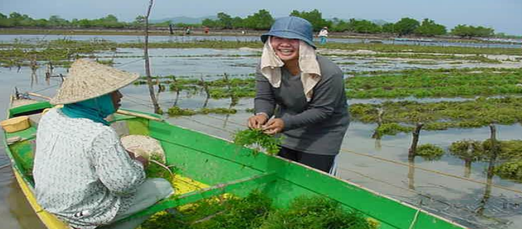 Philippines, India jointly eye $12 billion global seaweeds&nbsp;market
