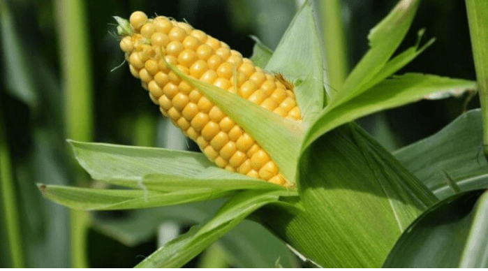 Economic study shows higher farm productivity from GM corn in the&nbsp;Philippines