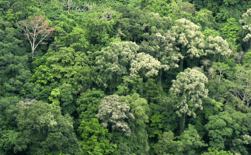 JICA asked to extend the P5.87 B Forestland Management Project, 71,300 hectares of agroforestry plantation successfully put&nbsp;up