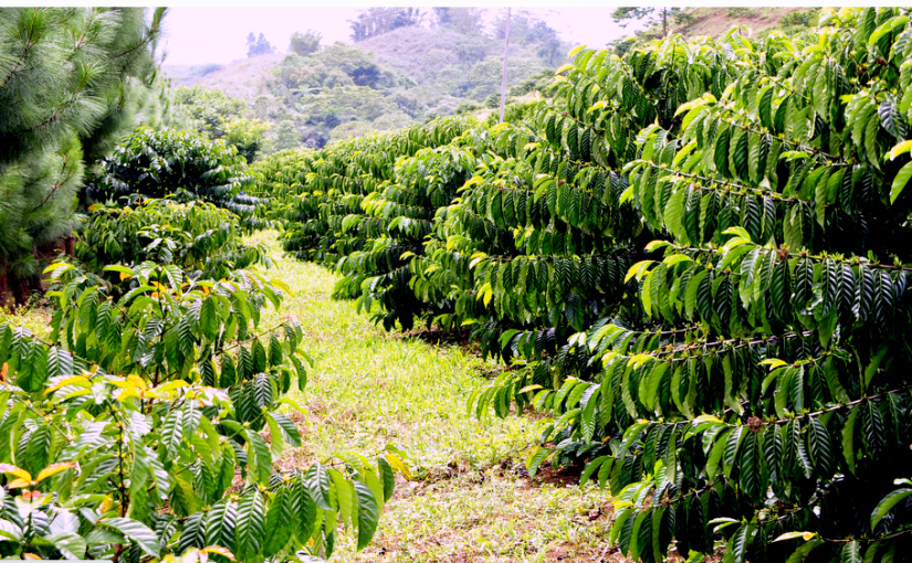 80 hectare Malaybalay city agroforestry area now high-quality Arabica coffee producer, generating jobs for&nbsp;IPs