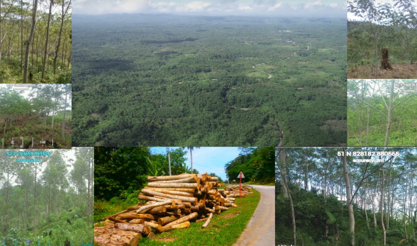 Export-oriented industries, jobs to be created from pilot project, tap unused wood from 4,047 hectare community forests in Negros,&nbsp;Agusan