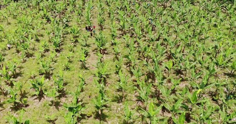 DENR taps abaca exporter Newtech Pulp to buy abaca fiber of 3 forest communities in Lake&nbsp;Lanao