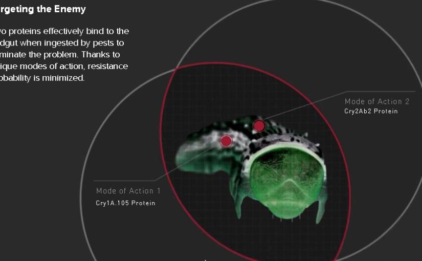 New genetically modified hybrid corn gives stable yield with additional 1.7 MT per hectare; farmers to net as much as P70,000 per&nbsp;hectare