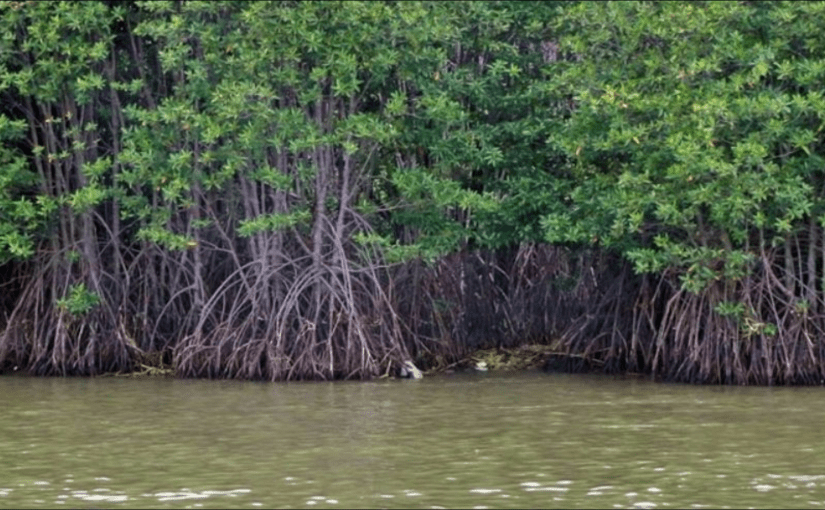 Phils should put up more Climate Field School, rainwater harvesters, organic compost facilities—Loren Legarda