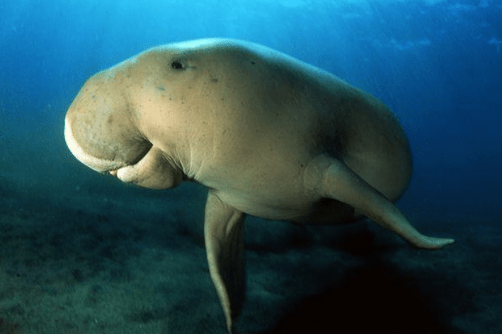 DENR anticipates recognition of Sibugay Wetland Nature Reserve as a Ramsar Site or Wetland of International Importance as contracting parties meet in Switzerland in&nbsp;December