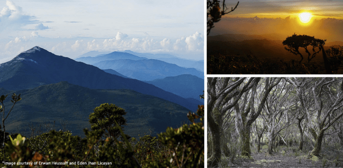 Mt. Hamiguitan beekeeping project taps farming expert Green Solutions to bring expertise in the industry teeming with international market&nbsp;potential