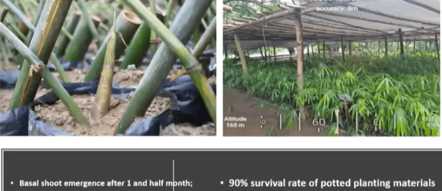 PBIDC urges replication of 20-hectare Karugo, 10-hectare Puray bamboo projects to support tribal livelihood for tribes, prevent MM&nbsp;flooding