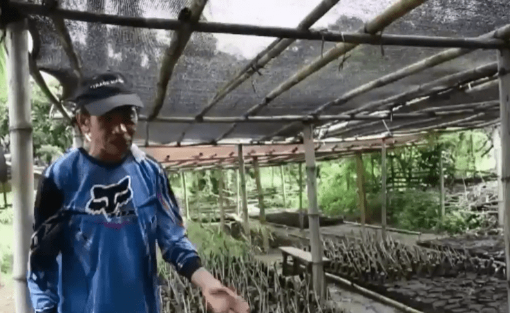 30-hectare bamboo plantation in Montalban upland Sierra Madre put up to give Dumagat tribe livelihood, replenish forestry, capture&nbsp;carbon