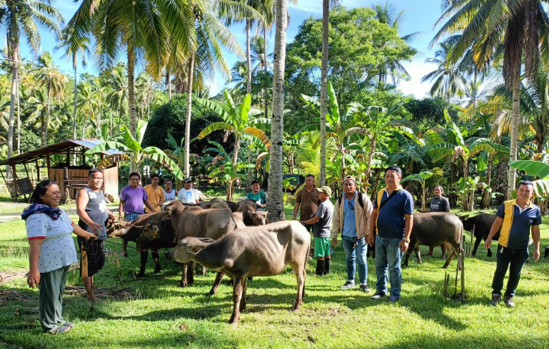 DA-BAI to implement P850 million livestock dispersal among coconut farmers under RA 11524, the trust fund managing coconut&nbsp;levy